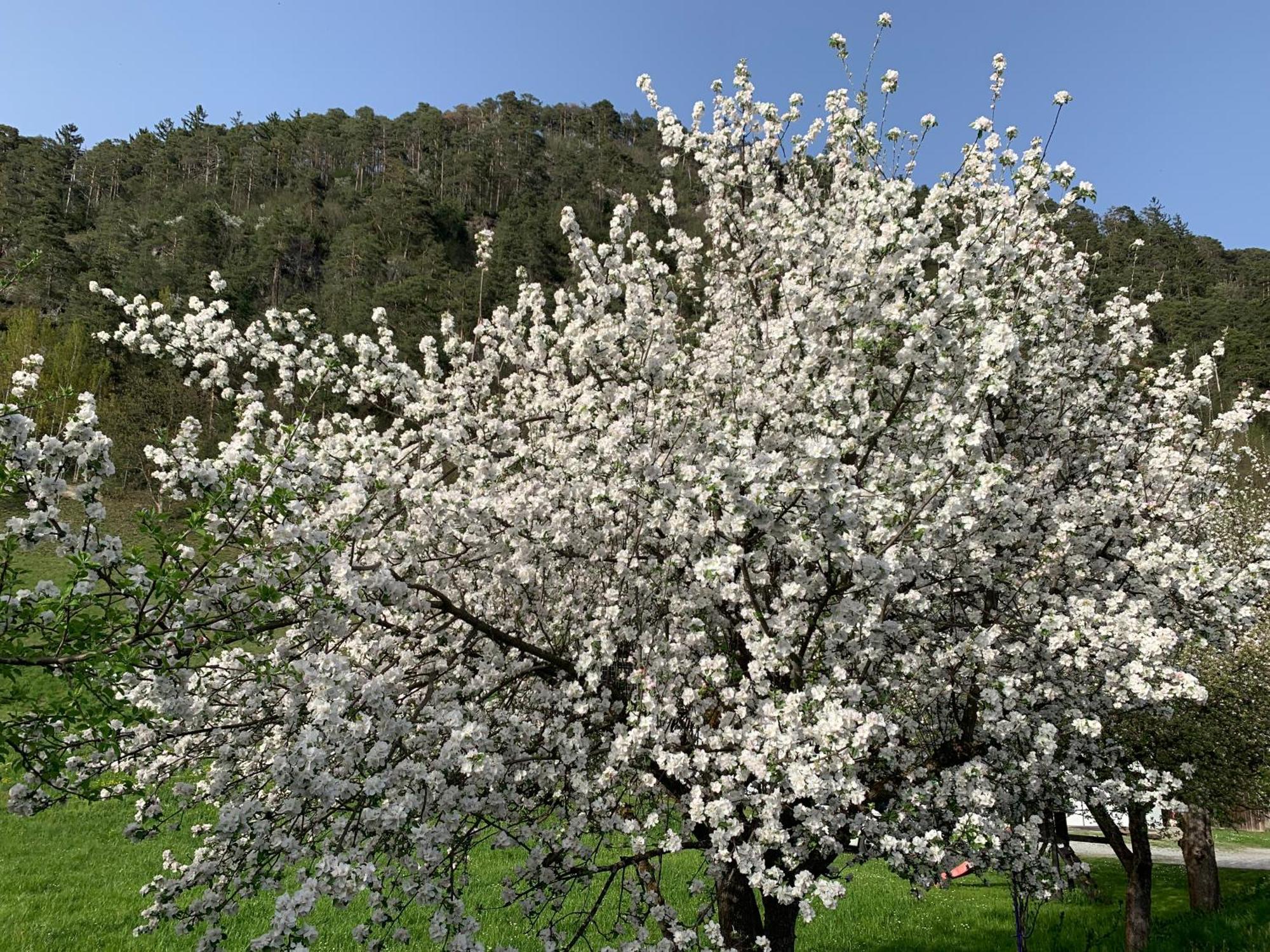 Pension Plattenhof Telfs Dış mekan fotoğraf